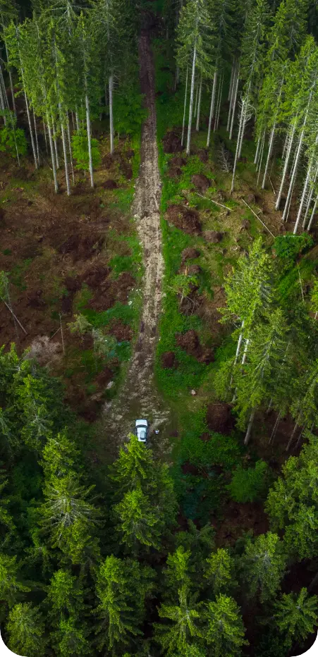1. Abattage d’arbres réalisé par une entreprise de travaux forestiers