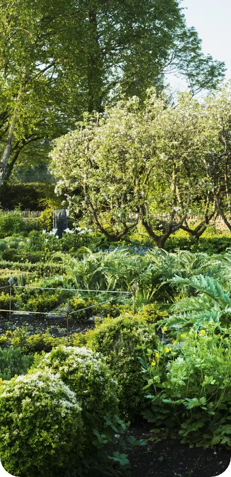 2. Taille de haie réalisée par un professionnel des espaces verts